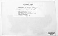Phragmidium occidentale image
